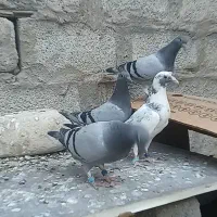 جوجه پلاکی مسافتی|پرنده|حمیدیه, |دیوار