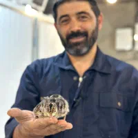 جوجه بوقلمون|حیوانات مزرعه|تهران, هلال احمر|دیوار