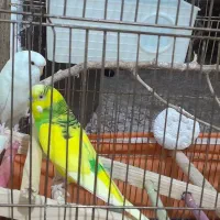 مرغ عشق دو عدد نر وماده باقفس ۸۰۰تومن