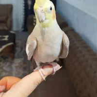 فروش فوری عروس هلندی نر بالغ بالغ