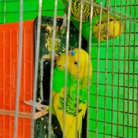 فروش مرغ عشق