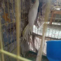 عروس هلندی مولد|پرنده|کرج, فاز ۵ مهرشهر|دیوار