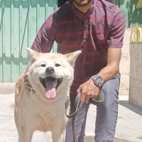 اکیتا ژاپنی نر و ماده اماده|سگ|تهران, ایوانک|دیوار