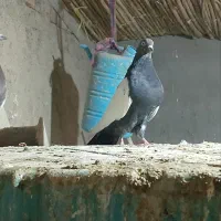 جفت نر عروسک|پرنده|هامون, |دیوار