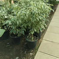 بنجامین ابلق ،گل و گیاه آپارتمانی