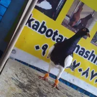 کبوتر یهودی نر قلدر پرشی