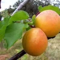 خرید نهال زردآلو شکرپاره رویال نهال