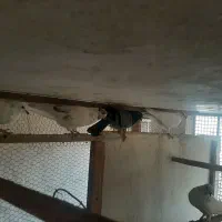 کبوتر کفتر گنجه