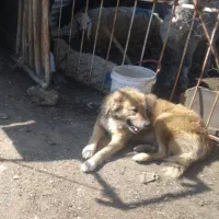 سگ گلگی دهن پاک|سگ|طرقبه, |دیوار