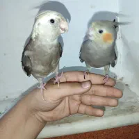 عروس هلندی|پرنده|قم, علی آباد سعدگان|دیوار