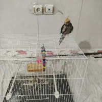 عروس هلندی نر سالم