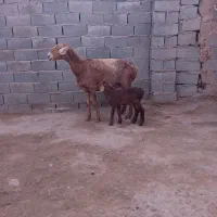 میش زایده|حیوانات مزرعه|تربت جام, جامرود|دیوار
