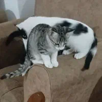 گربه خشکل خونگی ....سالم و بازیگوش و دوست داشتنی|گربه|تالش, هشتپر|دیوار