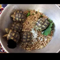 بازیگوش کوچولو فرز