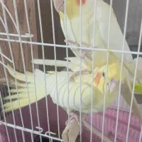 فروش|پرنده|گرمسار, |دیوار