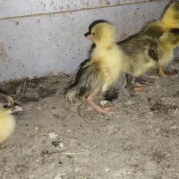 جوجه غاز|حیوانات مزرعه|امیدیه, |دیوار