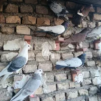 کفتر پریده|پرنده|ماهان, |دیوار