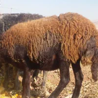 بره|حیوانات مزرعه|قیدار, |دیوار