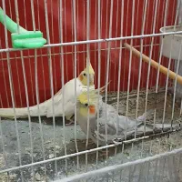 عروس هلندی مولد