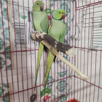 ملنگو جفت مولد