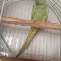 طوطی ملنگو نر  سخنگو