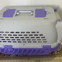 سگ شیتزو|سگ|زنجان, |دیوار