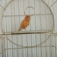 چهار عدد قناری