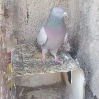 سبزبمی نر وشت بسته