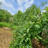 فروش زمین در روستای آتشگاه رشت|فروش زمین و ملک کلنگی|رشت, آتشگاه|دیوار