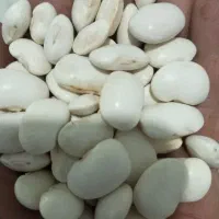 لوبیا امریکایی