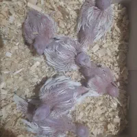 جوجه عروس آلبینو