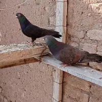 طوقی|پرنده|مهربان, |دیوار