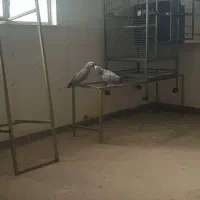 قفس بزرگ پرندگان|لوازم جانبی حیوانات|ساری, |دیوار