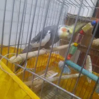 عروس هلندی ۲جفت با جوجه،یکی عروس تکی ،۶عدد مرغ عشق