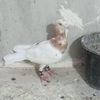 فروش کبوتر