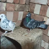 کبوتر المانی|پرنده|سده (خراسان جنوبی), |دیوار