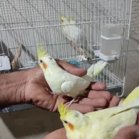 جوجه سرلاکی عروس هلندی|پرنده|تربت‌حیدریه, یحیی آباد|دیوار