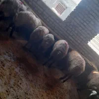 باسلام ده عددبره نر ،چاق|حیوانات مزرعه|صحنه, |دیوار