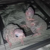 طوطی گرینچیک مولد|پرنده|خوی, |دیوار