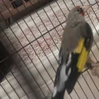 سره قناری|پرنده|مشهد, حجت|دیوار