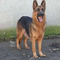 سگ ژرمن ماده نگهبان  تربیتشده