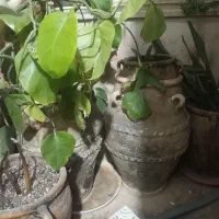 گلدان پتینه۶عدد