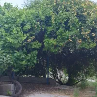 خانه-باغ-1240-متری-بیضا