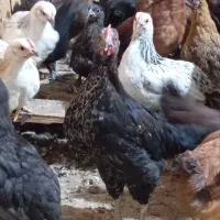 حراج فوری نیمچه مرغ|حیوانات مزرعه|مهریز, |دیوار