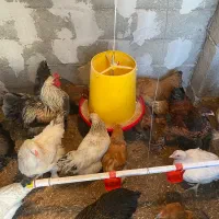 مرغ خروس برهما