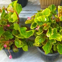 سری جدیدگلهای زیبا