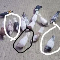 چندتا کفتر باخت رفته