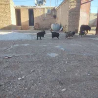 سگ قدر جونی