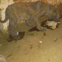 توله افغان