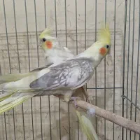عروس هلندی|پرنده|بندر ماهشهر, |دیوار